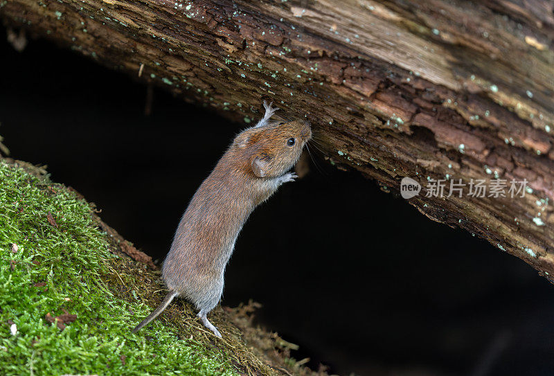 可爱的银行田鼠（Myodes glareolus）